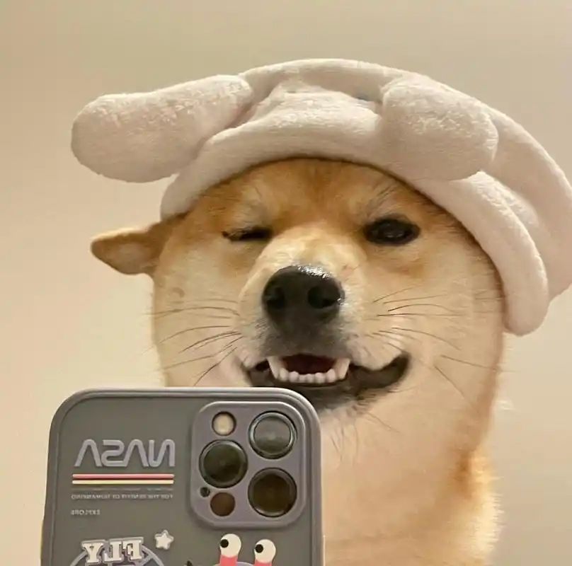 小柴笑起来相当的治愈,柴犬表情包,柴犬头像,三丽鸥玉桂狗