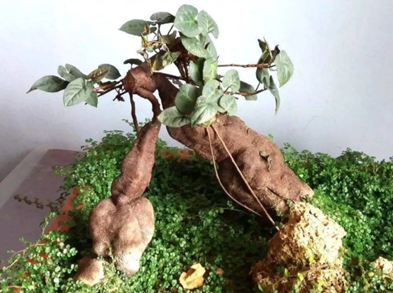 如果你不想在家养花,不如看看这些观根植物,生命的力量就在其中