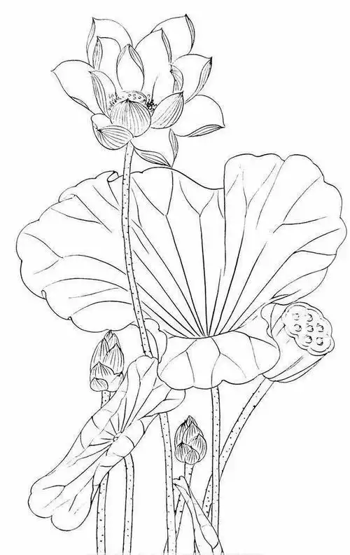 11:04:06工笔线稿荷花,好看又简单插画青春ˉ「中的ˇ坏孩