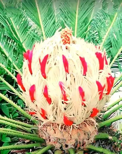 铁树开花/寥廓山人/图片来源:《祖国风光美景》～美篇 - 美篇