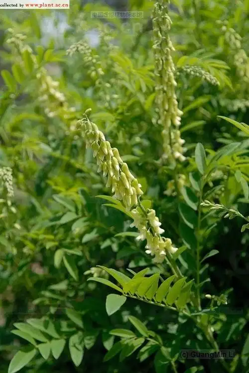 苦参sophoraflavescensalt