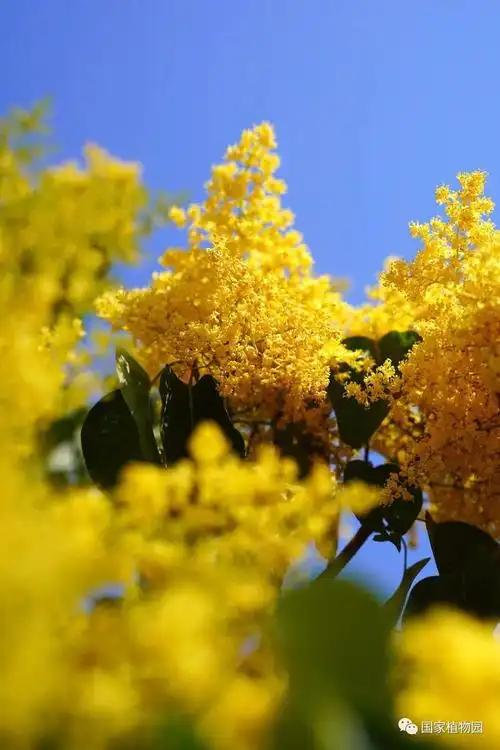 金园丁香点亮初夏晴空