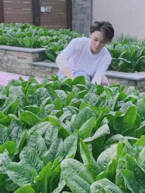 张馨予的豪宅曝光,无数人直呼羡慕:花海美不胜收,菜园圈粉百万