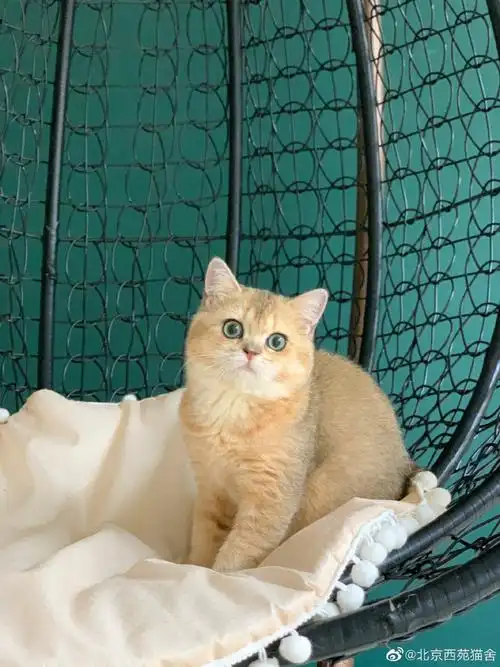 不到四个月的金渐层弟弟找新家,色号ny25,. 来自西苑葡萄喵 - 微博