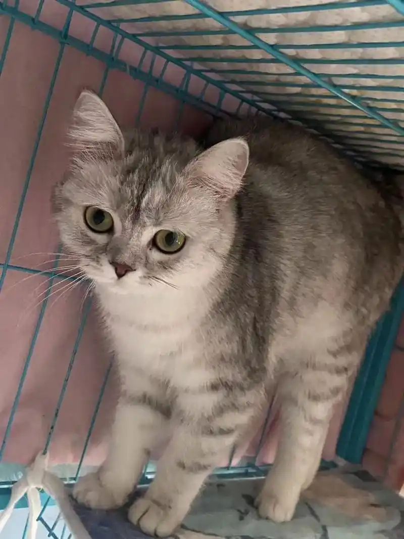 银渐层     虎斑    2妹妹    都 - 抖音