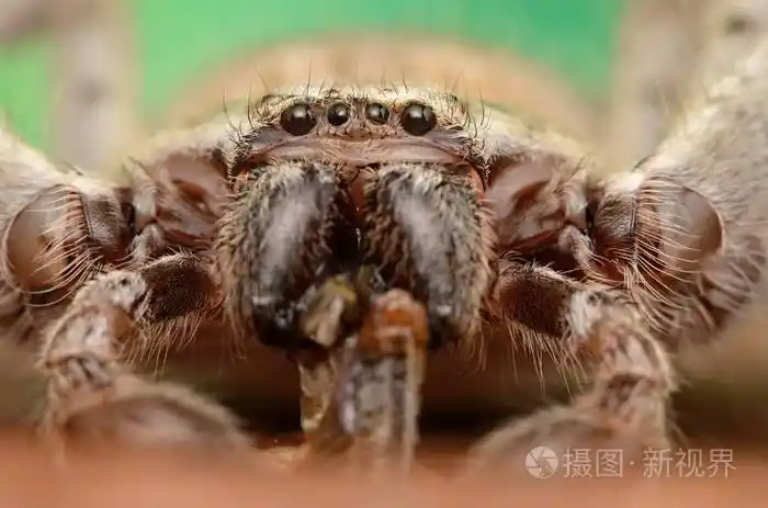 澳大利亚大蜘蛛holconiamorraensis