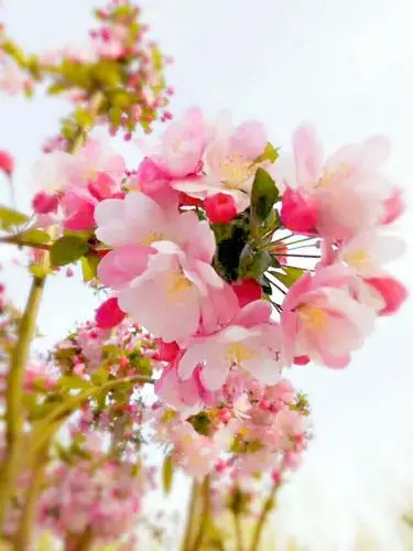 鲜花盛开,百花齐放,万紫千红是春天.