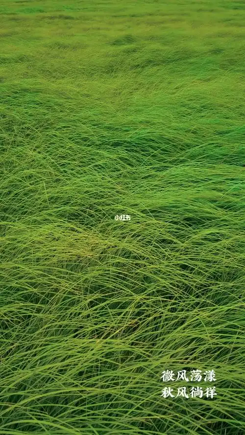 秋风拂面绿草如茵