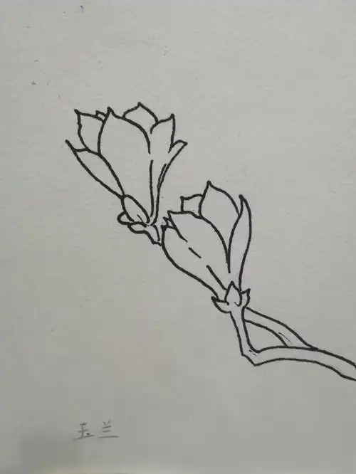 玉兰花线稿
