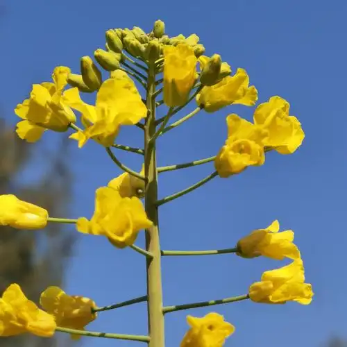 南江的春天真美丽
