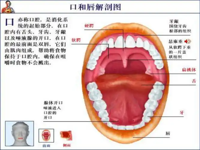 口腔护理岗前培训