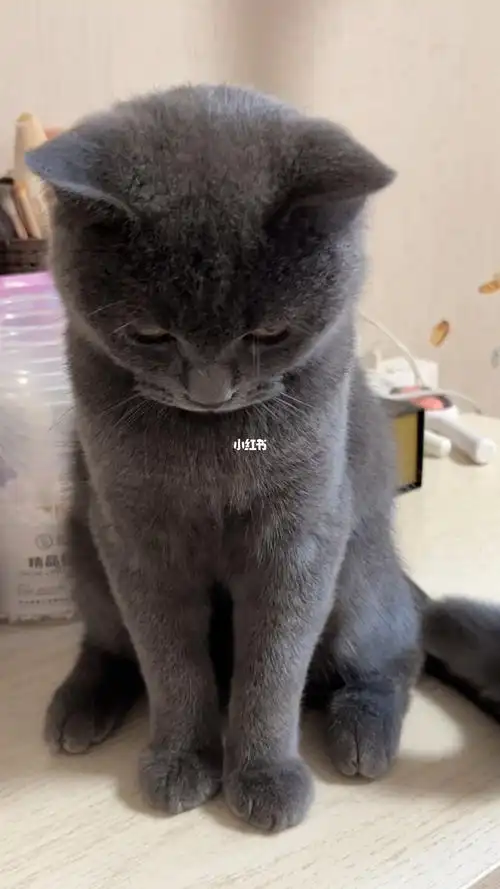 逆子生气了 瞪着眼睛看我#我的猫  #英短蓝猫 #猫咪日常