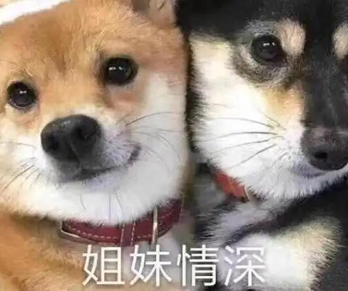 姐妹情深(狗狗表情包)_狗狗_情深表情