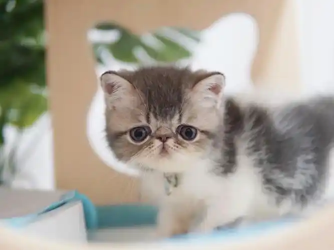 侧面是扁脸明明是皱皱巴巴一张脸,就是越看越觉得可爱#加菲  #加菲猫