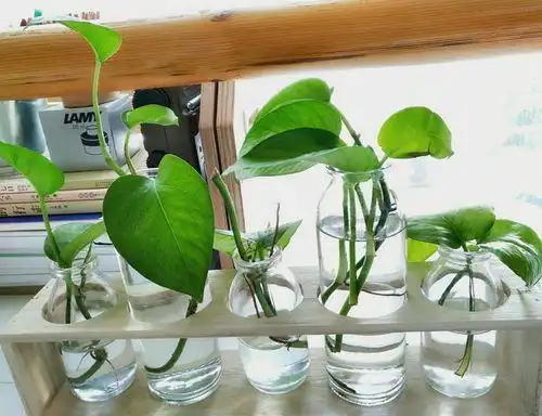 水培绿萝如何自制营养液水培绿萝的养护技巧