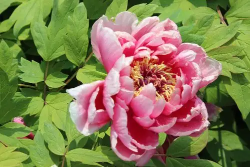 唯有牡丹真国色,雍容华贵的"百花之王",高贵大气仪态万千