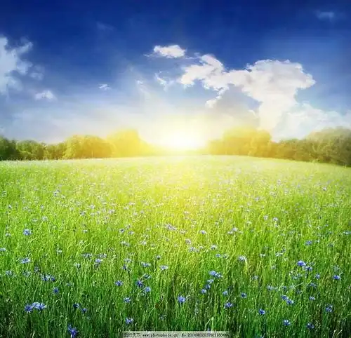 阳光清新的风景头像_第1页