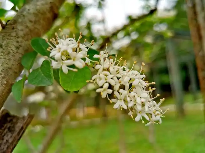 大夫山莲花水杉掠影(手机拍摄)