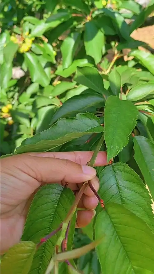 车厘子大樱桃辨别方法看叶子就能知道