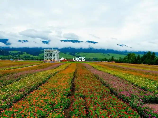 沉浸式欣赏花海那拉提