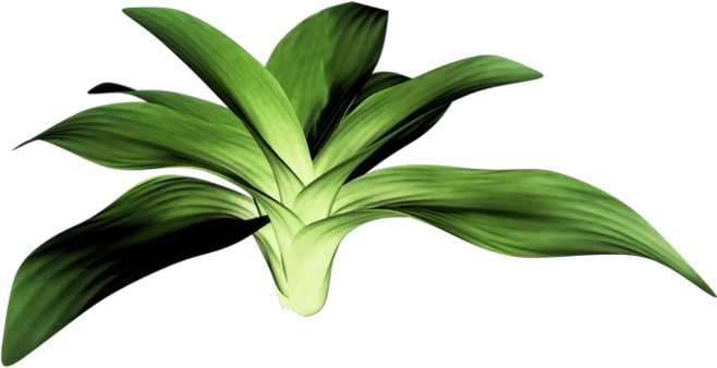 草类# #植物png# #png素材# #绿叶# #藤蔓# #叶子png# #花朵