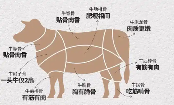 牛边条是牛的哪个部位
