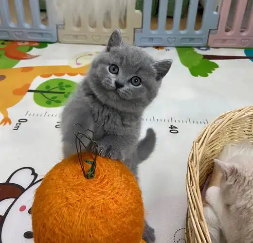 深圳猫舍  #英短  #蓝猫日常  #蓝猫  #英短蓝猫  #蓝猫幼崽