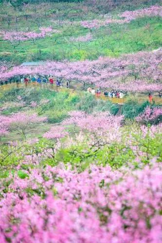 遂宁这个地方的桃花开了,漫山遍野,太美了!