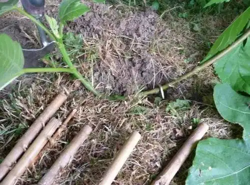 常见的几种压条繁殖技巧,植物移栽每一株都能变成盆栽