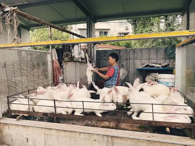 兔肉是我们的特色菜,不过我小时候养过兔子,看这种还是非常不忍心!