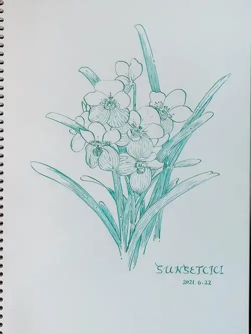 钢笔速写兰花|平面|图案|sunsetcici - 原创作品 - 站酷 (zcool)