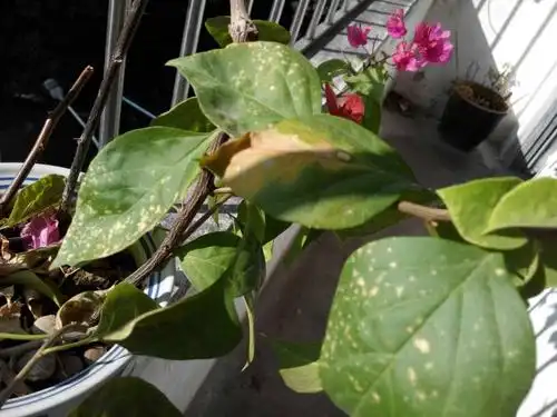 我养的三叶梅生病了,有白斑和掉叶子,怎么办哪?