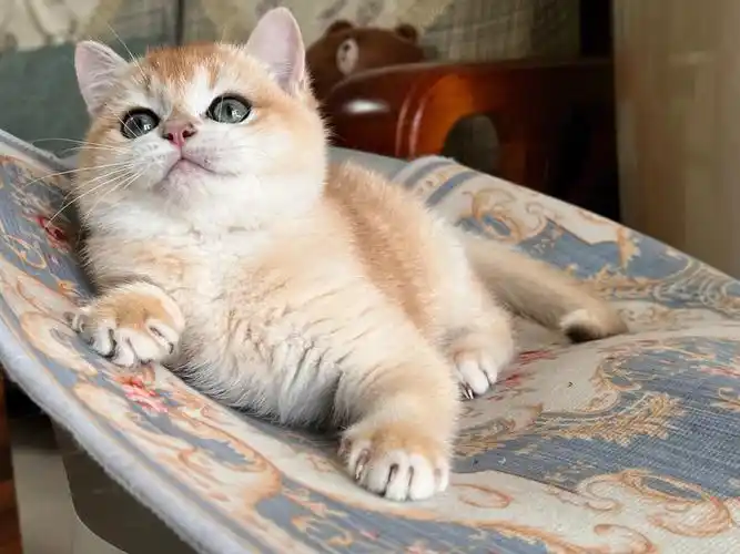 现有两只ny12弟弟 世界冠军simba血 可家养可繁育 品相完美性格超好哦