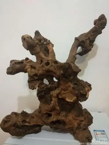 这就是第一次在山坡上偶尔拾得的树根,你看它象什么?