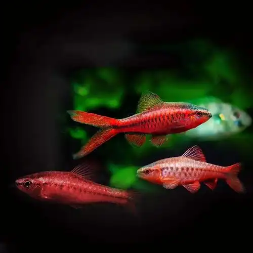 热带淡水小型鱼灯科活体观赏鱼斑马孔雀群游鱼三角宝莲红绿灯包邮