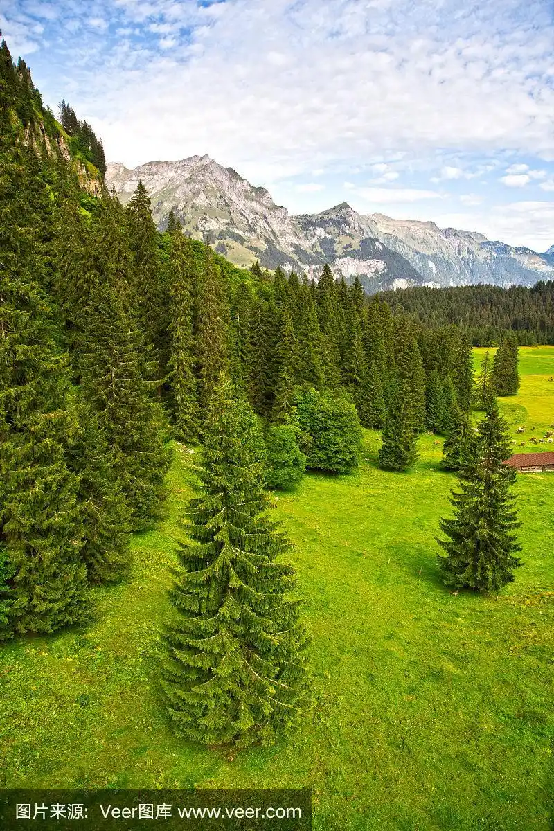 瑞士阿尔卑斯山的绿色森林