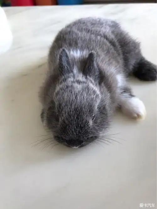 【图】养过暹罗侏儒兔的卡友来交流下喂养经验_1_深圳论坛_爱卡汽车