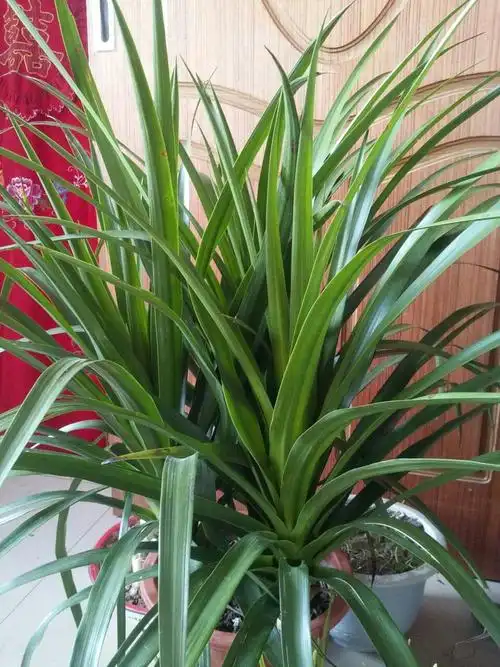 最近买了一盆花,光长细长的绿叶字,不开花的,哪位知道这是什么花,叫