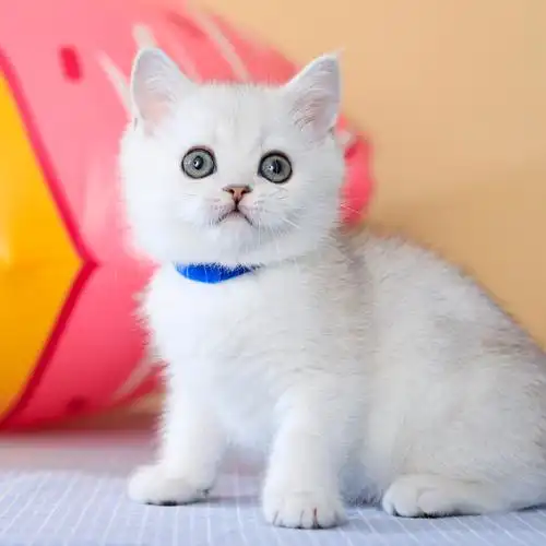 英短猫咪银渐层美短渐层活物宠物欧朵可到英国猫咪