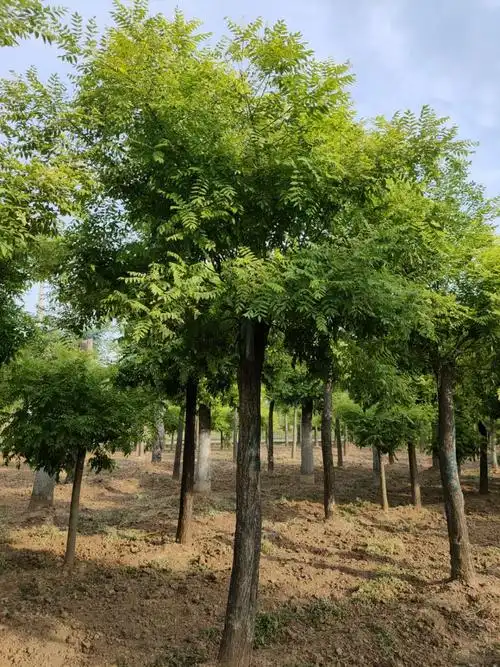 德清黄金槐10公分秋季出圃2万棵