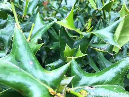 这种带刺的植物,可炖可炒可泡茶,观赏药用价值可厉害了,认识下