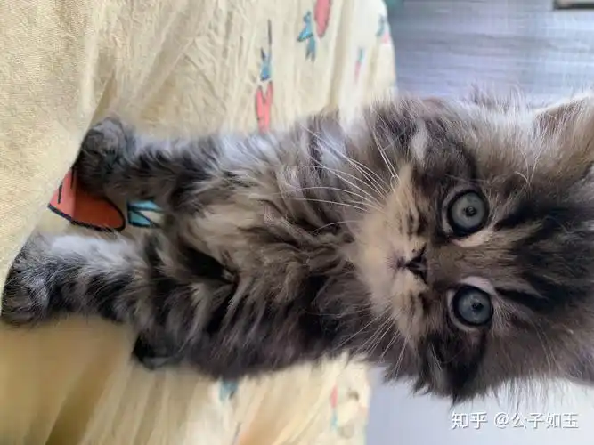 问一下英短蓝猫跟金吉拉配是配出来什么样的猫