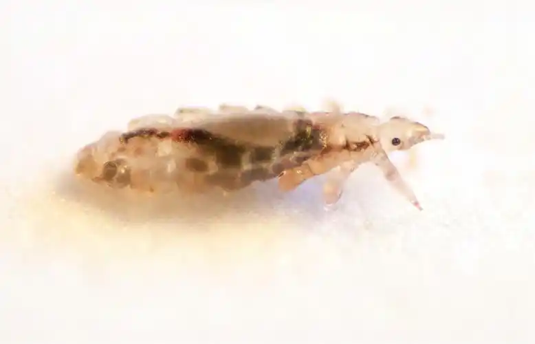 怎样区分书虱和尘虱