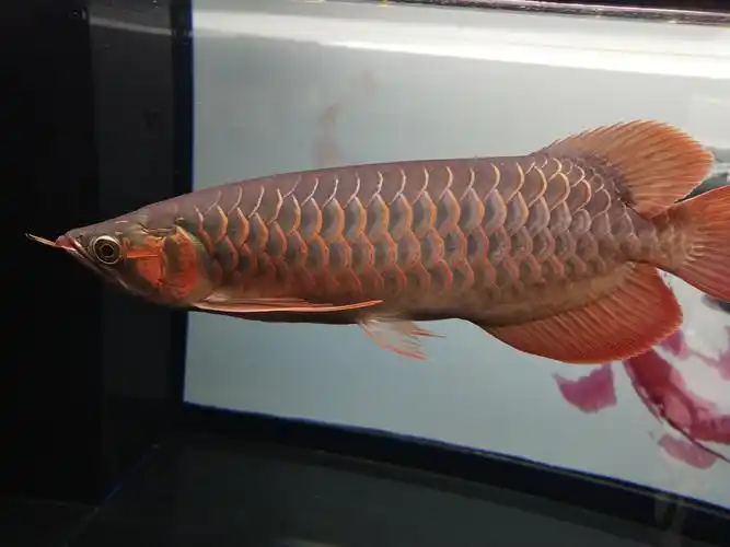 记录这一刻35-37cm 我的红龙发色中