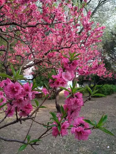 桃花盛开的春天