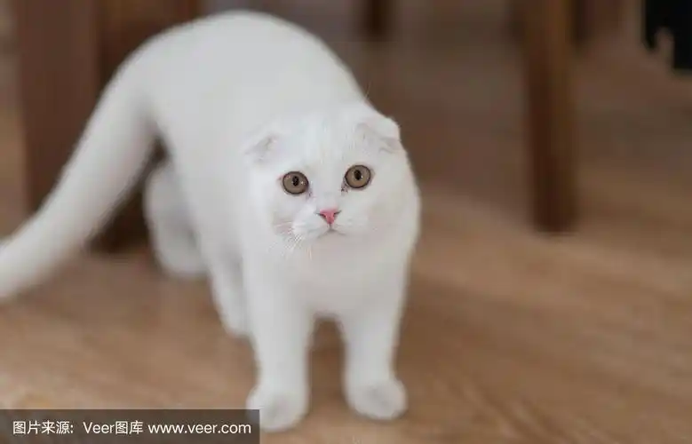 白色,苏格兰折耳猫,小猫,宠物,图像