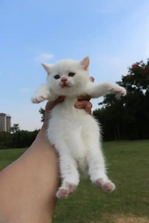 801英短纯白-母-34day565g双血统 纯白英短|摄影|宠物摄影|沐米猫舍 -