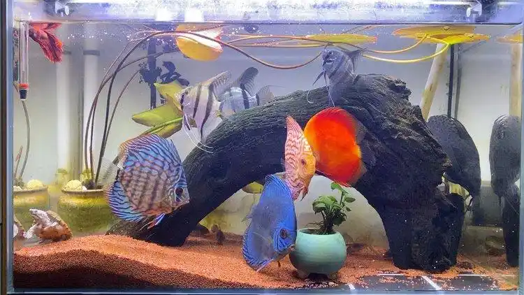 七彩神仙鱼南美缸龙腾沉木