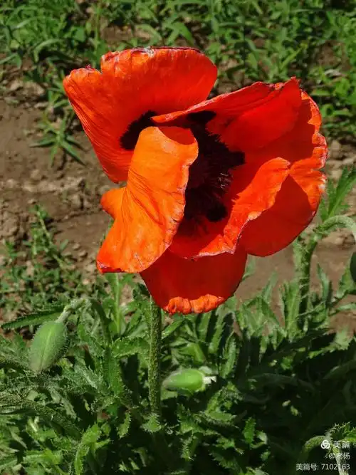 有毒的美丽的罂粟花