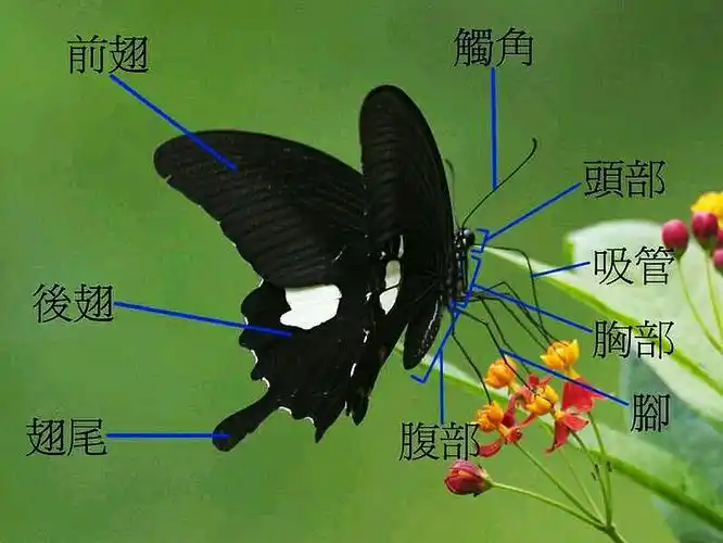 近距离观察图片,蝴蝶的身体结构很清晰.